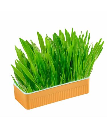 Hydroponic Cat Grass Planter Kit Cat Grass for Indoor Cats Soil Growing Catnip Cat Grass with Planting Box for Indoor Household (Blue Orange)
