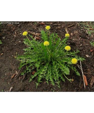 bodi : Dandelion Leaf 10:1 Extract Powder | 4oz to 5lb | 100% Pure Natural Chemical Free (5 lb) 80 Ounce (Pack of 1) - Buy Online on GoSupps.com