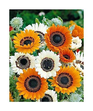 Portal Cool Semi di Fiore Organic Venidium Fostuosum"Mix" (Venidium fastuosum) Da Ukraine