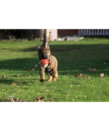 Dingo Gear Soft Real Leaderball with Handle - 11 cm Dog Toy for Retrieving & Rewarding | International Shipping - Buy Online on GoSupps.com