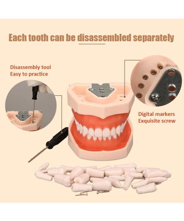 Buy Dental Typodont Teeth Model - 28 Teeth Soft Gums Upper Jaw Cyst Teaching Model for Incision Practice - International Shipping Available - Buy Online on GoSupps.com