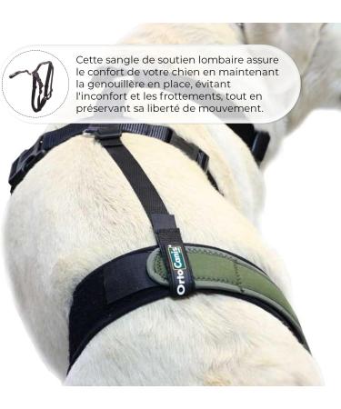 Ortocanis - Dog Back Belt Lumbar Fixation for Knee Brace Belt Only Size S - Buy Online on GoSupps.com