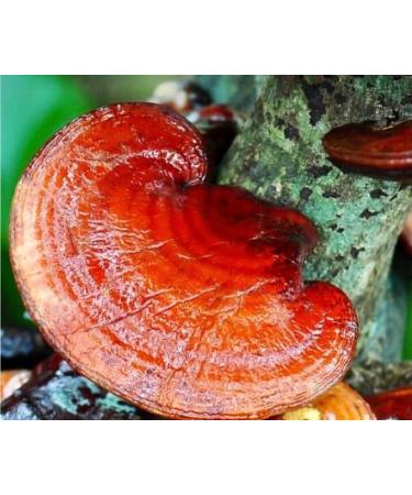 Adaptogenic Mushroom Coffee Made With Chaga Hot Chilli and Cacao -Burning Issues- (Inonotus Obliquus). 150g Bag- The Lincolnshire Mushroom Co. - Buy Online on GoSupps.com