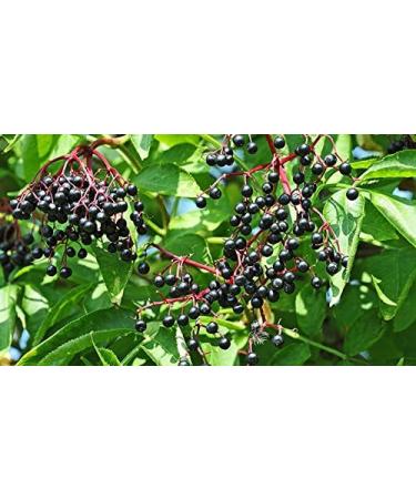 Indigo Herbs Dried Black Elderberry 50g - Buy Online on GoSupps.com
