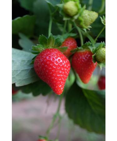 100% jus de fraise Trio - 500 ml chacun - Buy Online on GoSupps.com