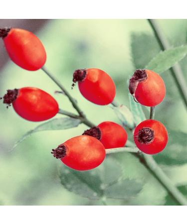 Naissance Certified Organic Rosehip Oil (No. 246) - 30 ml - Natural and Cold Pressed - For Body Care Hair Face Nails - Buy Online on GoSupps.com