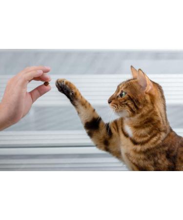 Pawkick Protector Kicks CAT 200G - Grain-Free Salmon Treats for Cats | Perfect for Forest & Meadow Play - Buy Online on GoSupps.com