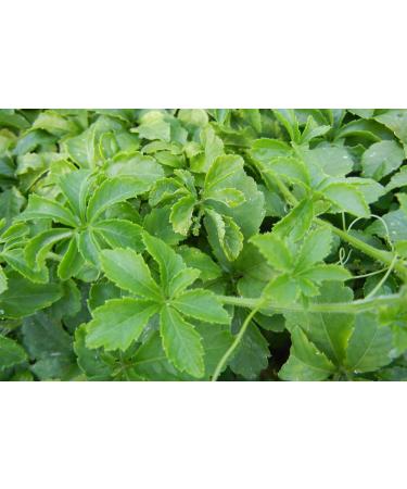 Dragon Herbs Gynostemma 450 mg - 100 Capsules | Premium Herbal Supplement - Buy Online on GoSupps.com