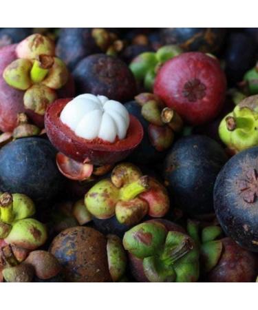 Mangosteen Seed Oil Organic Cold Pressed Unrefined Natural 2 Fl Oz - Buy Online on GoSupps.com
