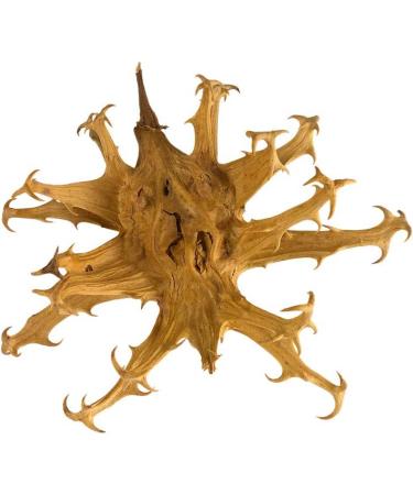 Organic Harpagophytal x 400 mg / 120 capsules * Joints (inflammation) Digestion (Liver) Muscles and Skeletons Sports Performance (Muscle Pain) * Made in France - Buy Online on GoSupps.com