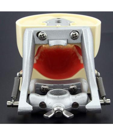 Lmeili Dental Typodont Joint Model - Removable Teeth Anatomy Teaching Tool for Dental Study - Buy Online on GoSupps.com