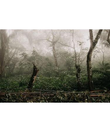 LaProve Mexican coffee Procurador Plantations are not factories Nature in harmony with consumption Arabica 1000g - Buy Online on GoSupps.com