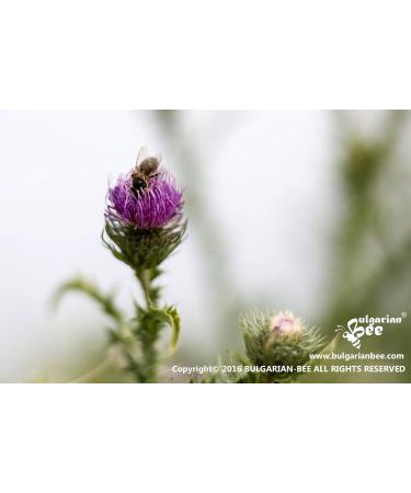 900 g Organic Cardoon (Thistle Blossom) bee Honey Wild Thistle Meadows - Buy Online on GoSupps.com