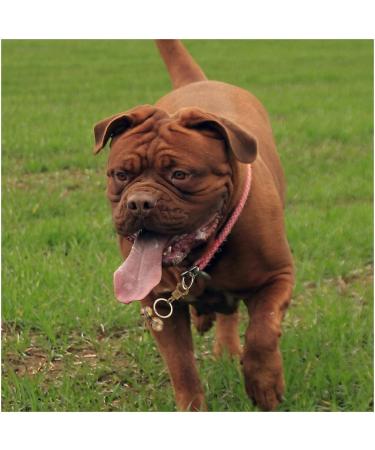 Pgirgyq Brass Collar Bells with Clasp Dog Charm Bell Vintage Pet Decorate Bell Pendant for Dogs and Cats - Buy Online on GoSupps.com