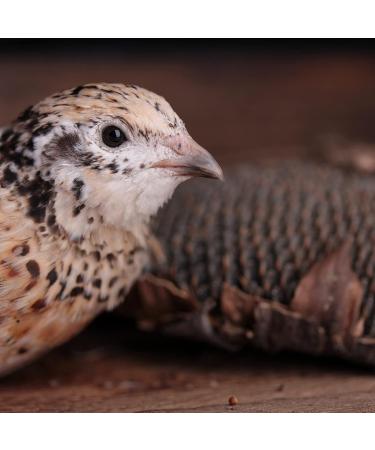 WachtelGold Sunflower Head - 1 Piece: Ideal Enrichment for Quails - Shop Internationally - Buy Online on GoSupps.com