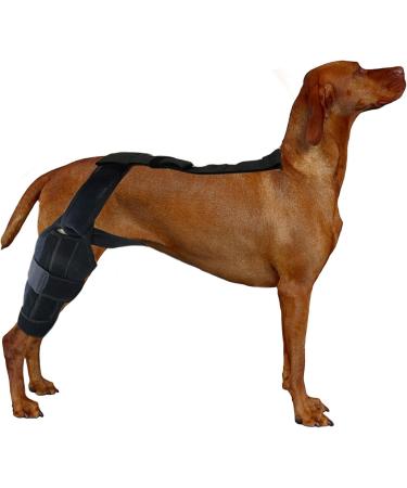 Dog Knee Brace | Professional Knee Support Brace | Brace Behind Leg Neoprene Hip Brace Adjustable Traction Belt Stabilizer for Torn ACL Leg M right - Buy Online on GoSupps.com
