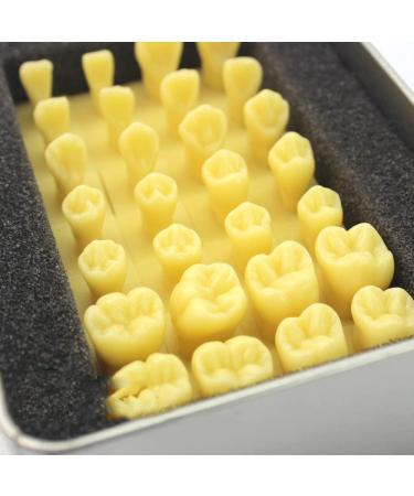 Bative 1.2-Fold Oral Dental Model - Enlarged Tooth Morphology for Students & Professionals | International Shipping Available - Buy Online on GoSupps.com