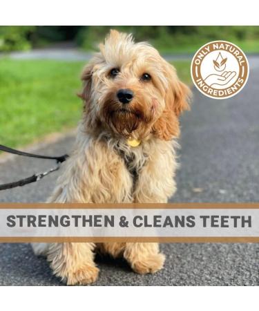 Pets Purest 100% Natural Red Deer Antlers for Dogs - 2 Small Stag Horn Bones - Premium Treat & Plaque Removal Chews - Buy Online on GoSupps.com