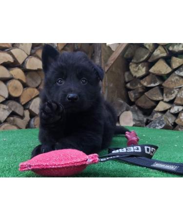 Dingo Gear Cotton-Nylon Mini Bite Sausage for Dog Training - 10x5 cm Black | International Shipping Available - Buy Online on GoSupps.com