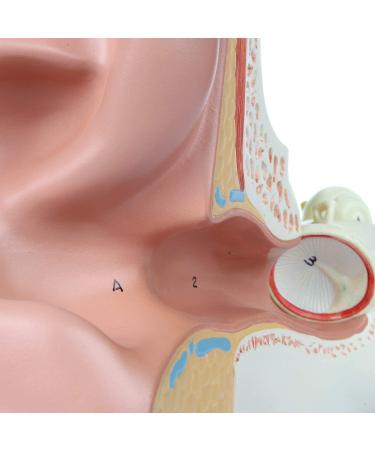 Ear Anatomical Model 4X Magnified Human Ear Model Anatomical Model of 5 Parts of The Human Ear with an External Middle and Internal Hearing Base for School Education. - Buy Online on GoSupps.com