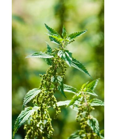 Health Embassy Stinging Nettle Leaf | Urtica Dioica L | Herbal Tea (100g) - Buy Online on GoSupps.com