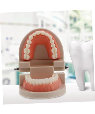 Mobestech Dentist Tooth Model Typodont for Kids | Educational Health Care & Tooth Brushing Recognition Toys | Preschool Teaching Materials - Buy Online on GoSupps.com