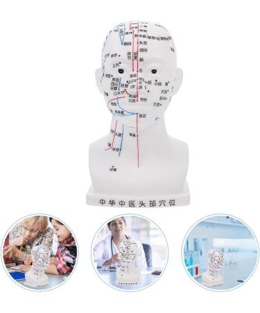 Frcolor Acupuncture Point Model - Realistic Medical Head Massage Aid for Schools & Hospitals | PVC Learning Tool 22x12x8cm - Buy Online on GoSupps.com