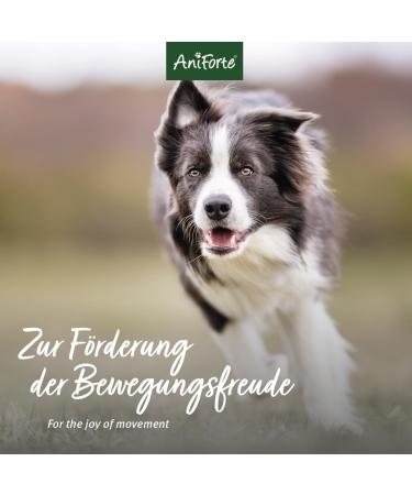 AniForte Gelenk-VETAL 3 Joint Powder for Dogs 250g - Natural Product Based on Green-lipped Mussel Powder Collagen & Devil's Claw Root Joints & Movement - Buy Online on GoSupps.com