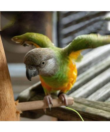 BESPORTBLE 3 Pcs 15 Bird Leash Parakeet Harness Bunny Leash Bunny Harness Cockatiel Leash Cockatiel Harness Size 5x3pcs As Shownx3pcs - Buy Online on GoSupps.com