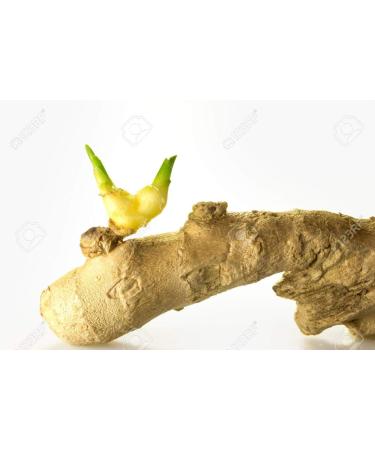  SetProducts Infusions 100% Ginger + A nice stickers of the brand Set Products - 25 bags of 1.6g - Buy Online on GoSupps.com