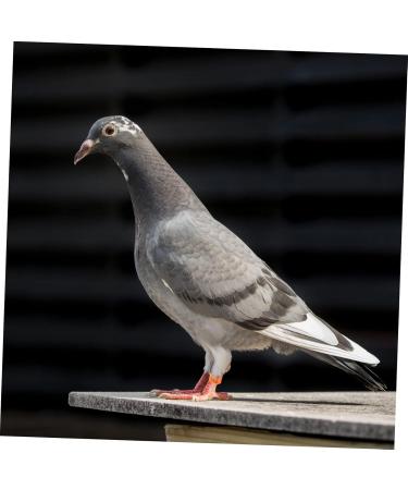 Housoutil 100 Pcs Pigeon Anklet Labels African Grey Parrot Leg Ring Pigeon Foot Ring Quail Pigeon Gear Baby 1.3X1.3CM Orange - Buy Online on GoSupps.com