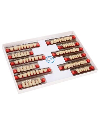 Tooths from synthetic resin fixed fine workmanship cleaning surface wrong teeth flawless professional for Halloween props for model learning