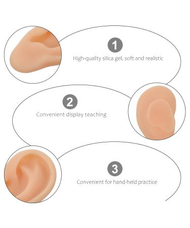 Buy Beavorty Ear Training Model - Realistic Left Ear Simulation for Teaching & Education | International Shipping Available - Buy Online on GoSupps.com