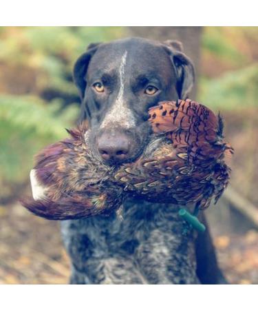 Romneys Pheasant Dummy 500g | Real Plumage & Feather Training Dummy for Hunting Dogs | Floatable Wild Dummy - Buy Online on GoSupps.com