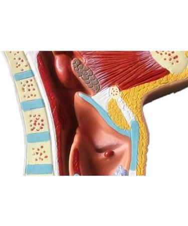 Nasal Cavity Throat Anatomical Model Pathological Nasal Pharyngeal Oropharyngeal Longitudinal Section Model - Buy Online on GoSupps.com