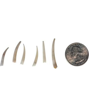 One KG Bag (2.2 lbs) of 0.5" to 1" Dentalium octagulatum Shells (267-SKG-AS) - Buy Online on GoSupps.com