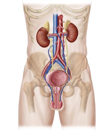 Posterazzi Anatomy of male urinary system Poster Print (22 x 34)