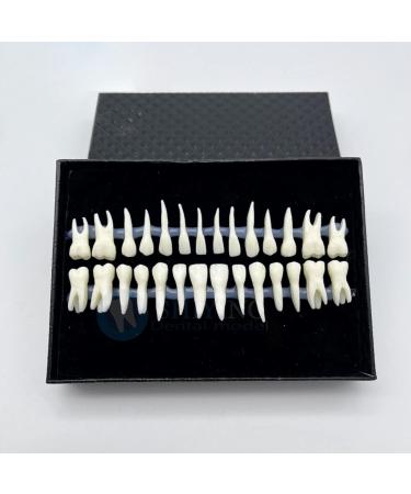 Shop 1 Box Dental Model - 1:1 Full Mouth 28pcs Monochrome Permanent Adult Teeth Model | International Shipping Available - Buy Online on GoSupps.com