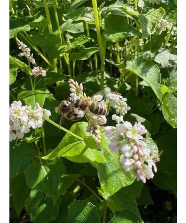 Organic buckwheat grains (1800 g) certified "gluten-free" germicidal gently hulled without heat in Upper Bavaria/Germany very good for vegan and vegetarian diets - Buy Online on GoSupps.com