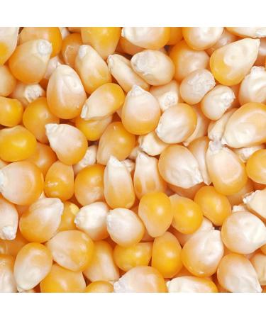 Nature Connect Popcorn Kernel Seeds 300 gm Popcorn Seeds Makki Dana_Packing May Vary - Buy Online on GoSupps.com