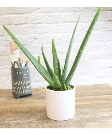 Live Aloe Vera Succulent Plant in 3.5 Inch Pot by Plants for Pets - Indoor House Plant - Buy Online on GoSupps.com