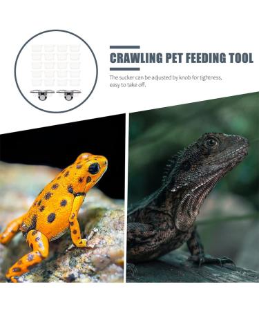Balacoo Gecko Feeding Cups 1 Set Gecko Feeding Ledge Reptile Tank Supplies Suction Cup Reptile Feeder Reptile Feeding Platform for Reptile Lizard Gecko Home Crested Gecko Food Ledge - Buy Online on GoSupps.com