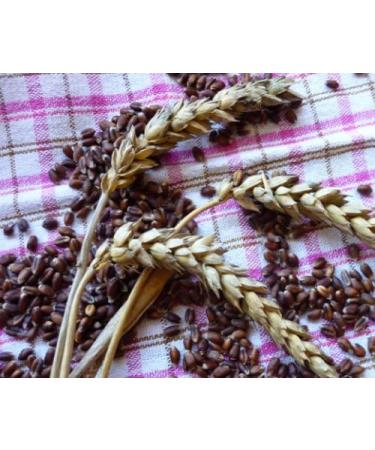  WIDU Widu - Organic purple wheat with 20 liter cardboard drum - 12.5 kg - Buy Online on GoSupps.com