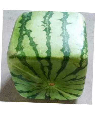 Uonlytech 2pcs Tools Vegetable Cucumber Molds for Yard Fruit Pumpkin Square Watermelon Stereotypes 15x15cmx2pcs Transparentx2pcs - Buy Online on GoSupps.com