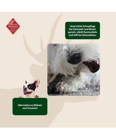 Buy Chronobalance XXL Chewing Toy for Dogs | 100% Natural Antlers | Dental Care & Nutrients | International Shipping - Buy Online on GoSupps.com