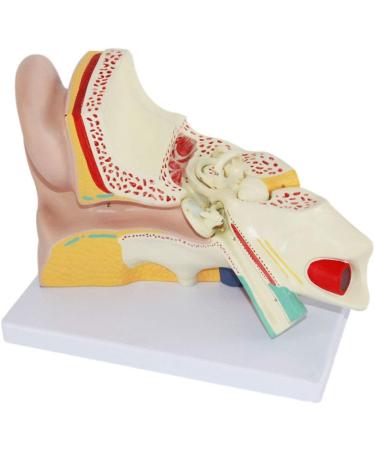 Anatomical Human Ear Magnification Model Removable Ear Texture Ear Template Labyrinth Suitable for Medical Teaching - Buy Online on GoSupps.com