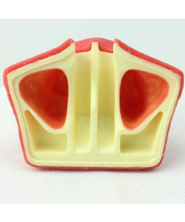 LBYLYH Modeling Implant Surgery Dental Oral Model of Jaw Breast Lift Operation