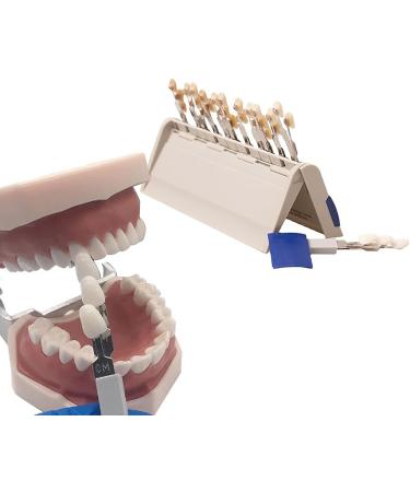 29 Colors Teeth Whitening Shade Guide and Chart - Individual Removable Tooth Bleaching Comparison - Buy Online on GoSupps.com