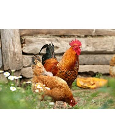 Non-GMO Dried Mealworms & Black Soldier Fly Larvae - High-Protein Treats for Chickens, Fish & Birds - 11lb Pack - Buy Online on GoSupps.com