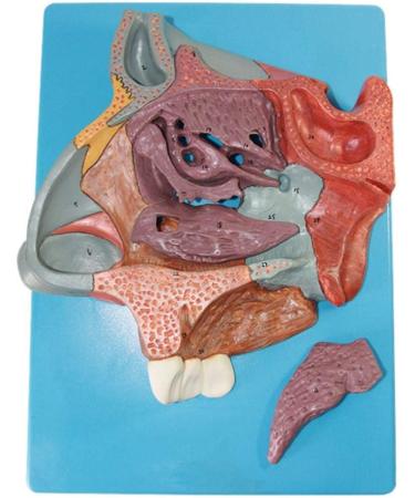 Nasal Cavity Model - Anatomical Nasal Cavity Model - Turbinate in The Lateral Wall of The Nasal Cavity Enlargement Model - Buy Online on GoSupps.com